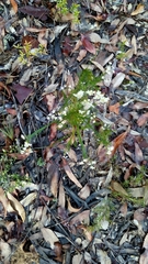 Platysace linearifolia