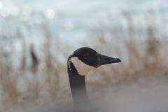 Branta canadensis canadensis