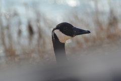 Branta canadensis canadensis