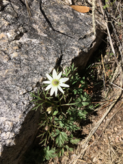 Anemone tuberosa