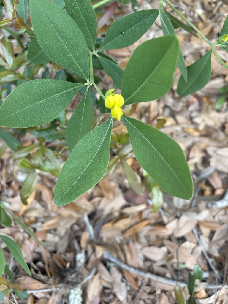 Gopherweed from Gulf State Park - Headquarters, Gulf Shores, AL, US on ...