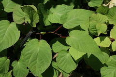 Actinidia kolomikta