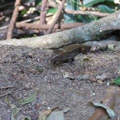 Silvascincus murrayi