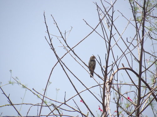 Blue-black Grassquit