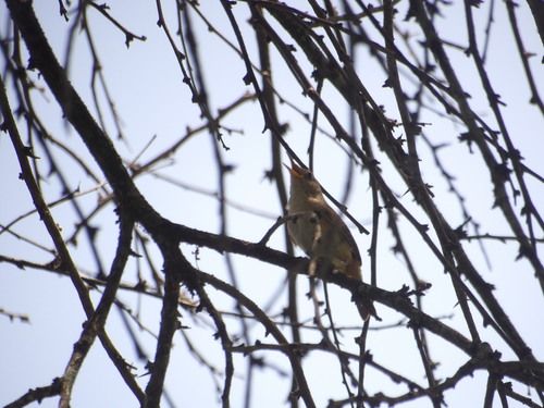 Southern House Wren