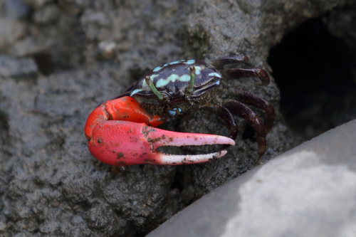 Thick-legged Fiddler Crab