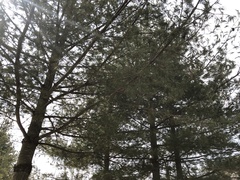 Pinus koraiensis