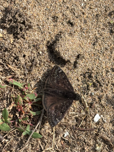 iNaturalist observation photo of Duskywings