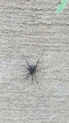 Eumesosoma