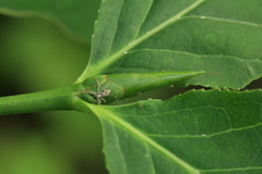 Euonymus miniata