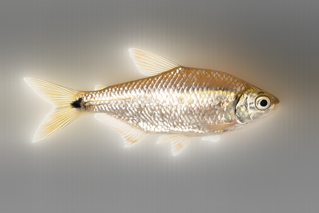 Peruvian creek tetra (Bryconamericus peruanus) — Characidae