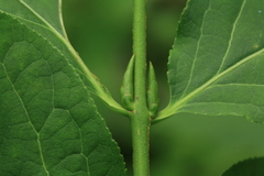 Euonymus miniata