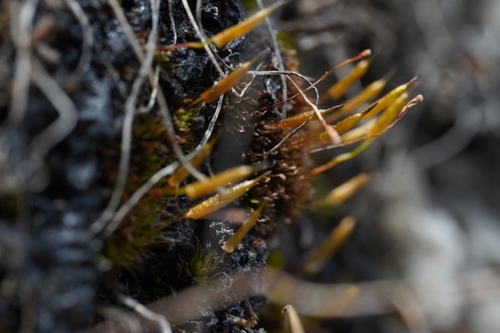 Encalypta longicolla observed 2026-04-12