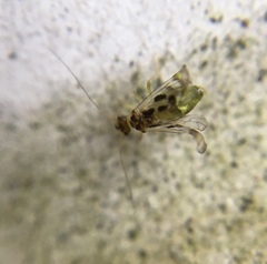 Graphopsocus cruciatus