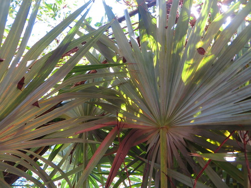 Image of Leucothrinax morrisii by (c) Ben Machado, some rights reserved (CC BY)