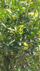 Anodendron affine