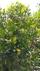 Anodendron affine