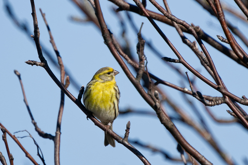 Serín verdecillo (Serinus serinus)