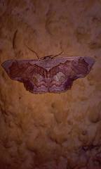 Leptostales angulata