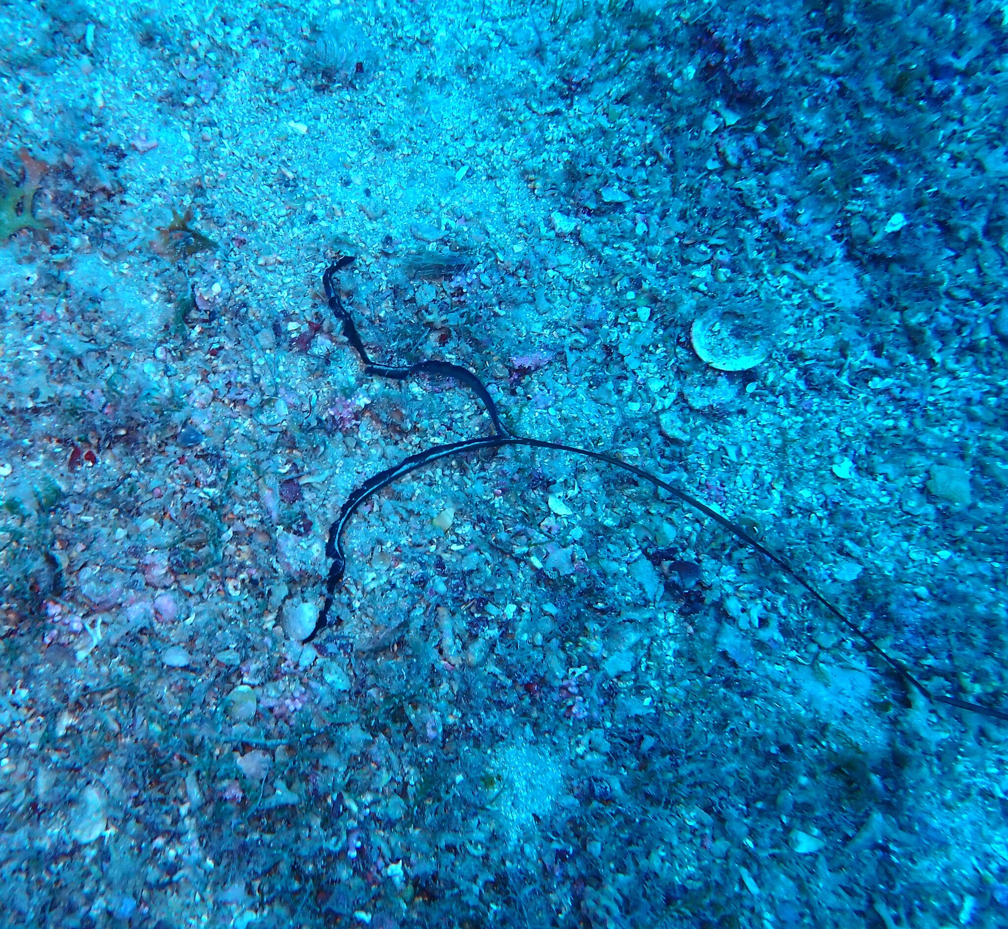Bonellia viridis Rolando, 1822