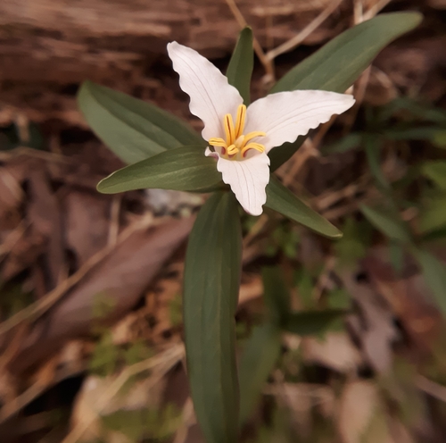 Photos of trilliums (Genus Trillium) · iNaturalist