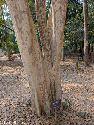 Lagerstroemia calyculata