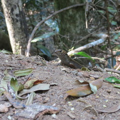 Silvascincus murrayi