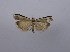 Orocrambus flexuosellus