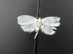 Nymphostola galactina