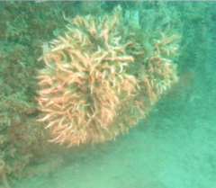 Salmacina tribranchiata