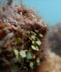 Caulerpa chemnitzia