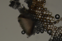 Xylographa parallela