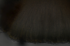 Xylographa parallela