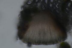 Xylographa parallela