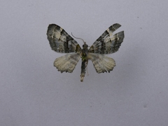 Elvia glaucata