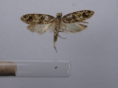 Lysiphragma epixyla