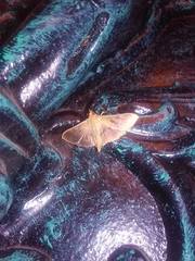 Microthyris