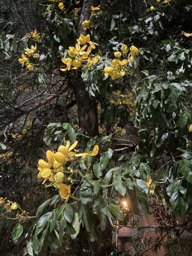 Senna macranthera, photograph 6