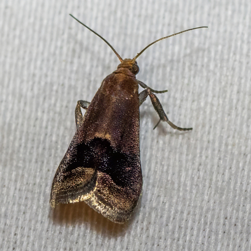Broad-banded Eulogia Moth photo 4