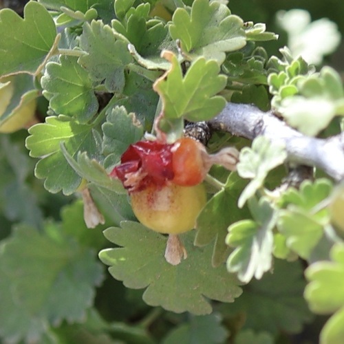 Ribes quercetorum, photograph 2