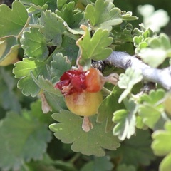 Ribes quercetorum, photograph author not stated, no rights reserved