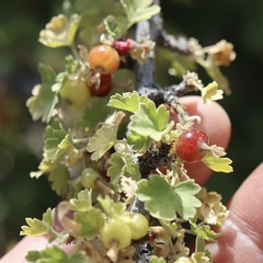 Ribes quercetorum