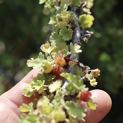 Ribes quercetorum, photograph author not stated, no rights reserved