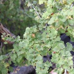 Ribes quercetorum, photograph author not stated, no rights reserved