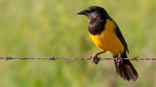 Yellow-rumped Marshbird