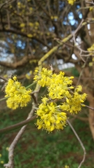 Cornus mas macrocarpa
