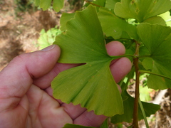 Ginkgoopsida