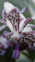 Vanda tricolor