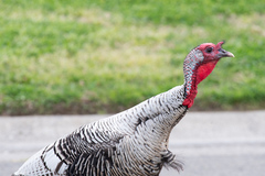 Meleagris gallopavo