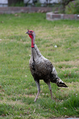 Meleagris gallopavo
